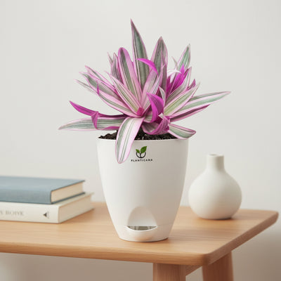 Rhoeo Tricolor Plant in Self-Watering Pot
