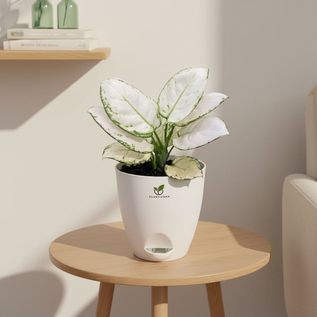 Aglaonema Super White in Self-Watering Pot