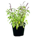 Ram Tulsi (Ocimum Gratissimum) – Medicinal & Sacred Herb Plant