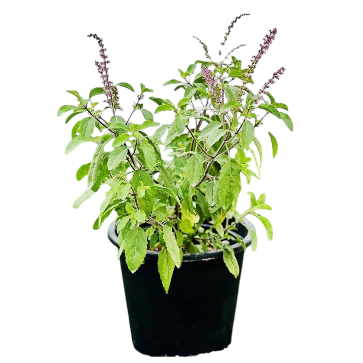 Ram Tulsi (Ocimum Gratissimum) – Medicinal & Sacred Herb Plant