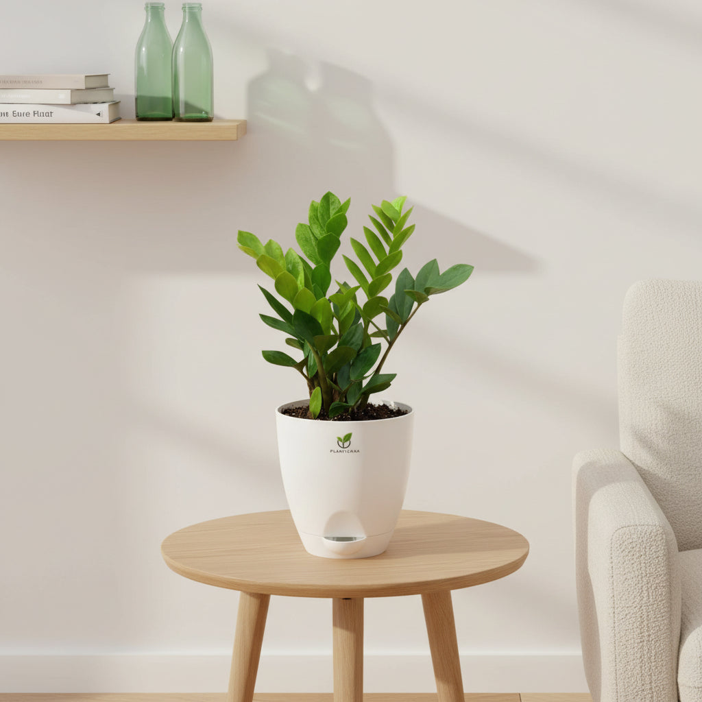 ZZ Plant in Self-Watering Pot