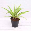 Spider Plant (Chlorophytum Comosum)