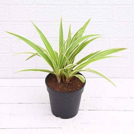 Spider Plant (Chlorophytum Comosum)