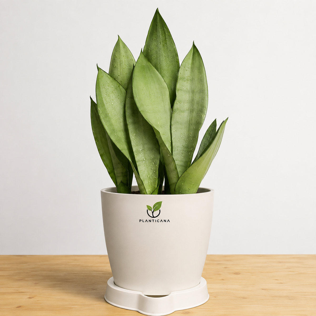Sansevieria Moonshine Plant with Self-Watering Pot & Tray