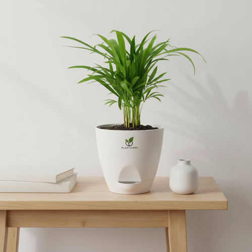 Areca Palm Plant in Self-Watering Pot