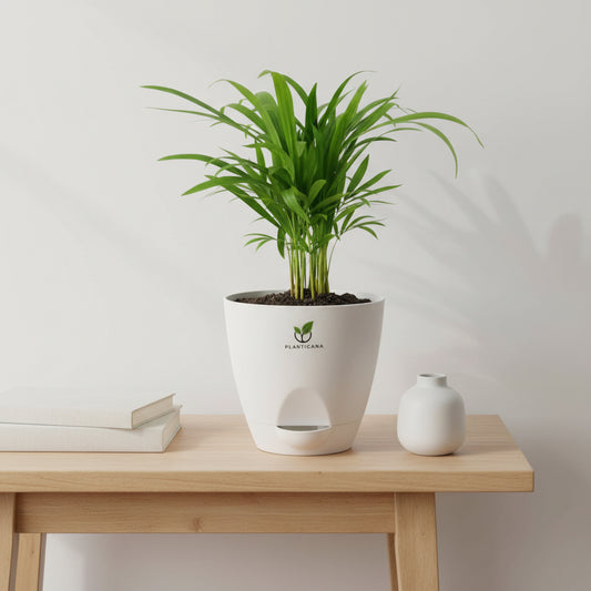 Areca Palm Plant in Self-Watering Pot