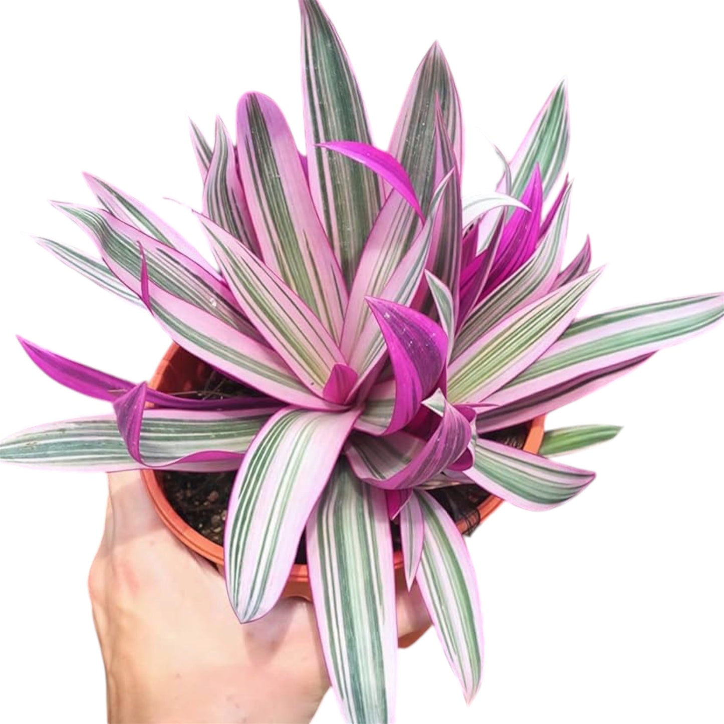 Rhoeo Tricolour Plant