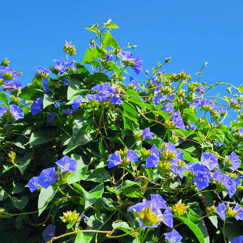 Sky Blue Flowering Vine