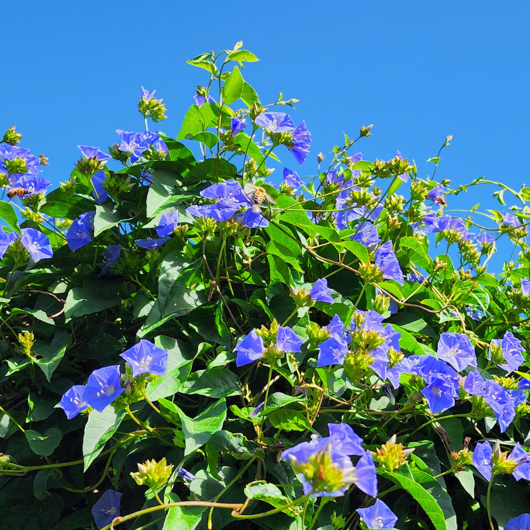 Sky Blue Flowering Vine