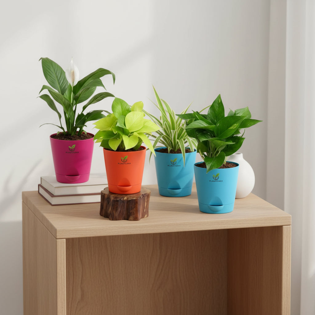 Indoor Plant Combo – Set of 4 with Self-Watering Pots