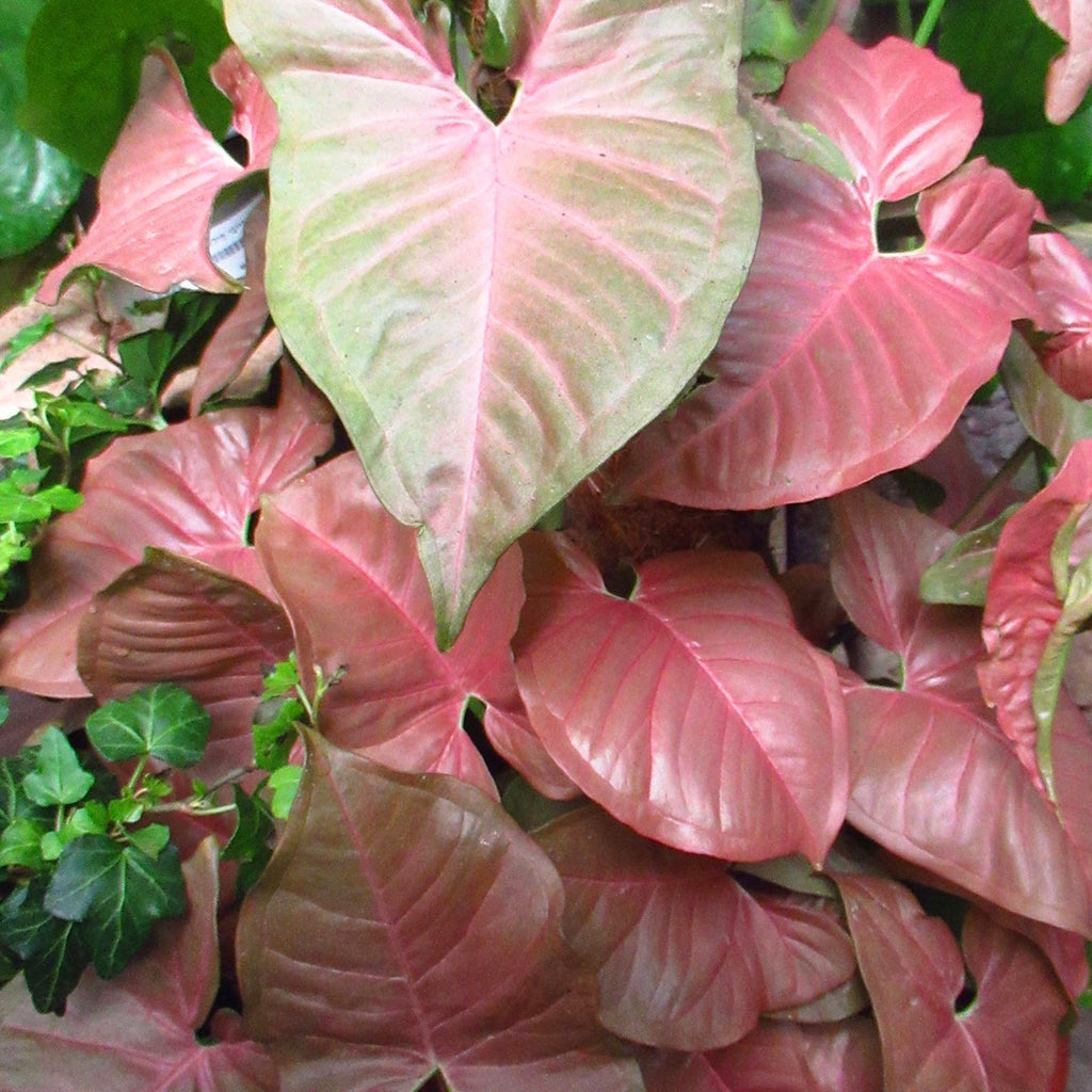 Pink Syngonium Plant
