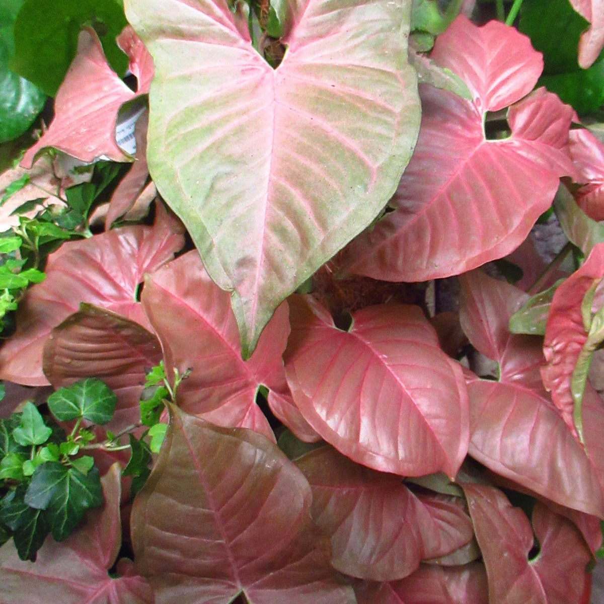 Pink Syngonium Plant