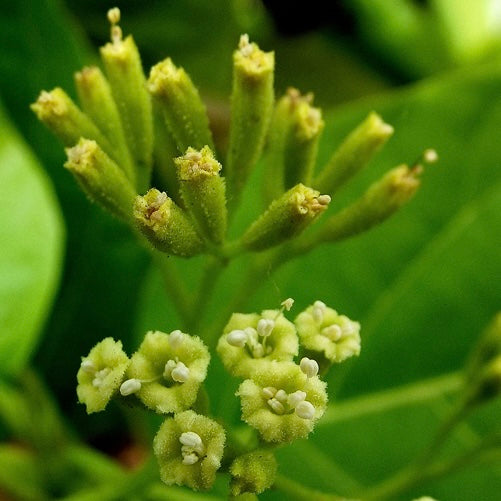 Pisonia Alba Plant