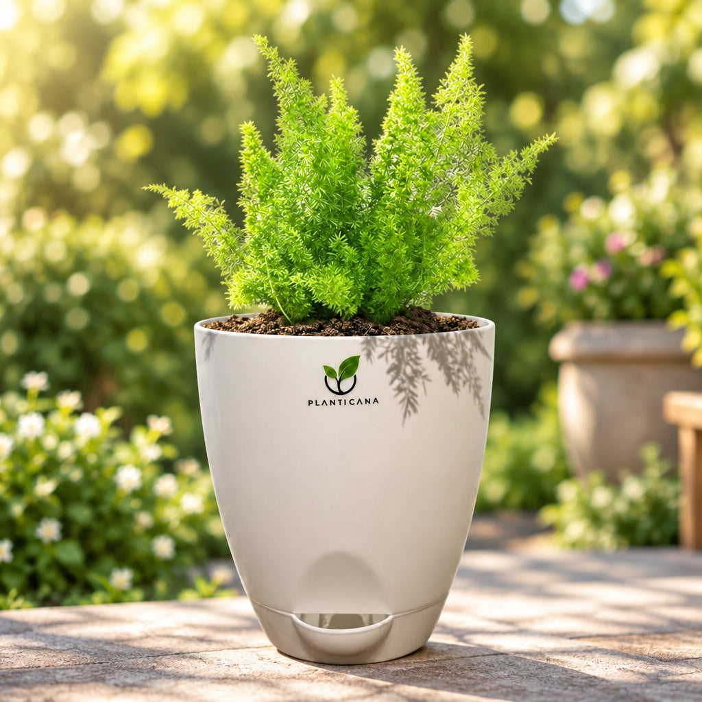 Asparagus Meyeri – Foxtail Fern in Self-Watering Pot