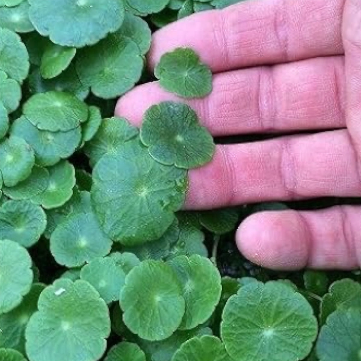 Brazilian Pennywort Plant (Hydrocotyle)