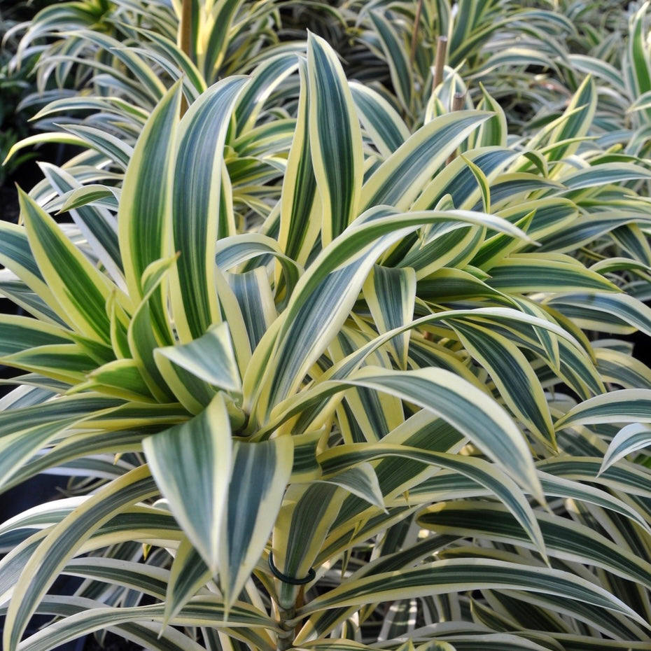 Song of India Plant (Dracaena reflexa)
