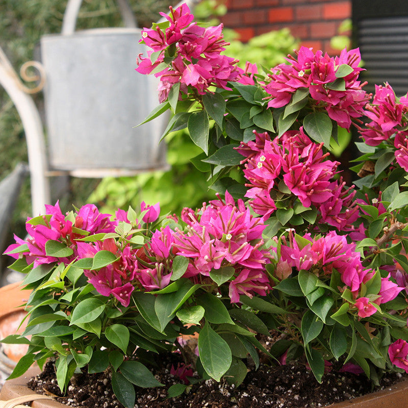 Dwarf Deep Pink Bougainvillea Plant