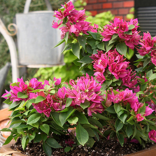Dwarf Deep Pink Bougainvillea Plant