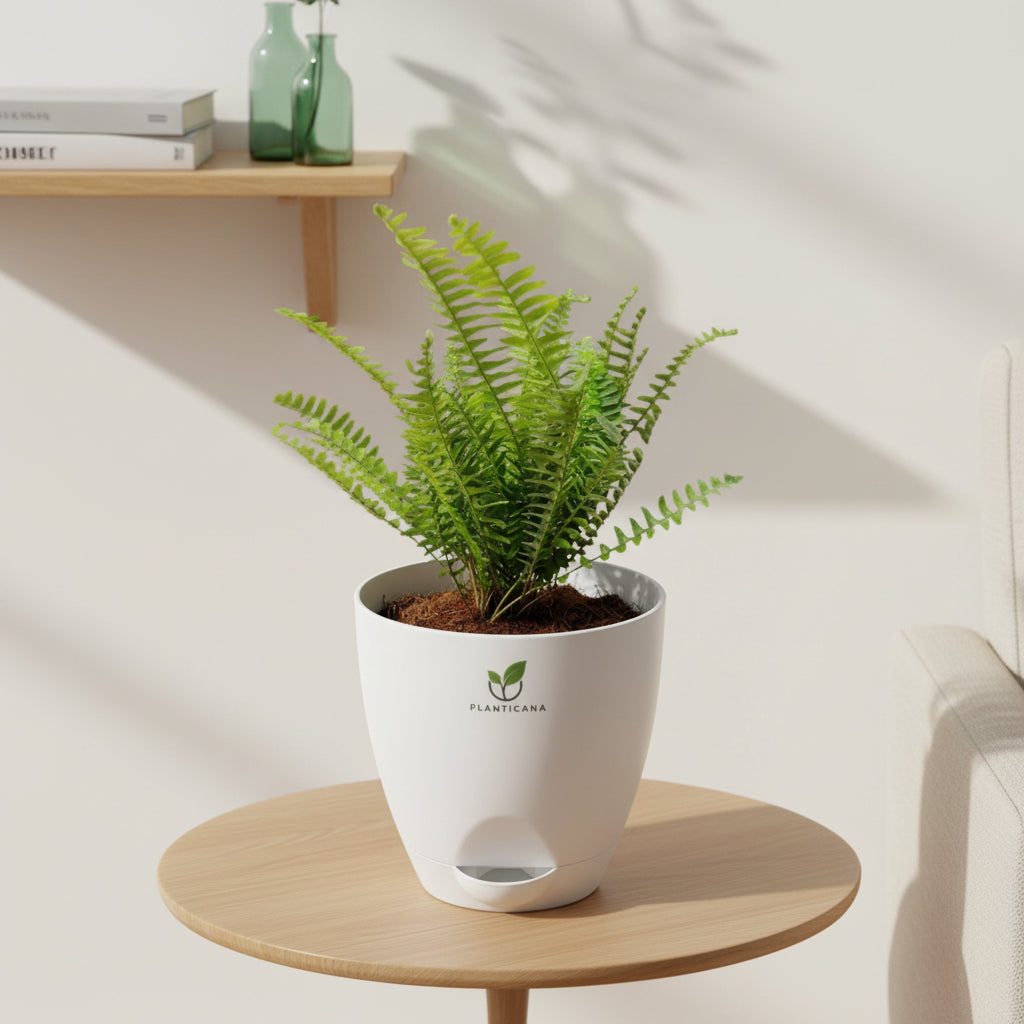 Boston Fern in Self-Watering Pot