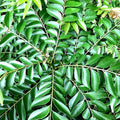 Curry Leaves (Murraya Koenigii) – Aromatic & Medicinal Plant