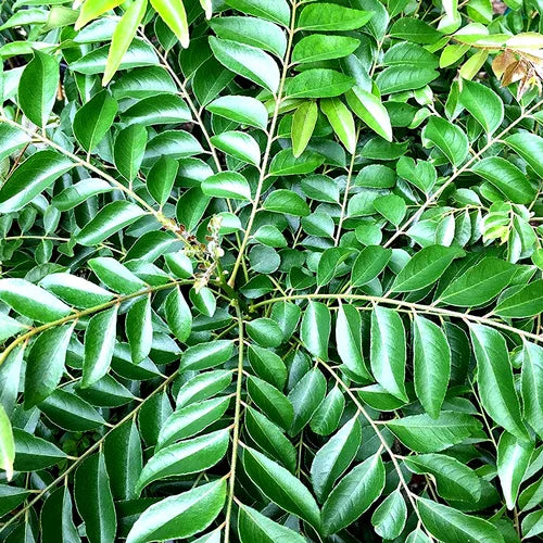 Curry Leaves (Murraya Koenigii) – Aromatic & Medicinal Plant