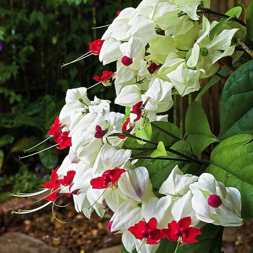 Bleeding Heart Vine (Clerodendrum Thomsoniae) – Flowering Plant