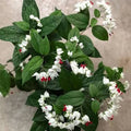 Bleeding Heart Vine (Clerodendrum Thomsoniae) – Flowering Plant