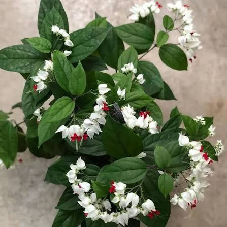 Bleeding Heart Vine (Clerodendrum Thomsoniae) – Flowering Plant