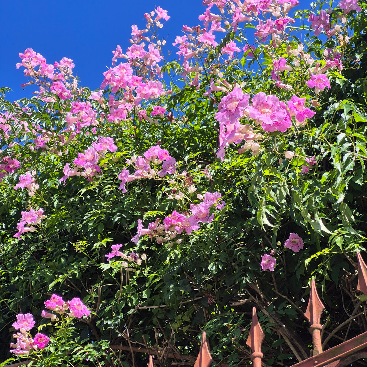 Pink Trumpet Vine Plant