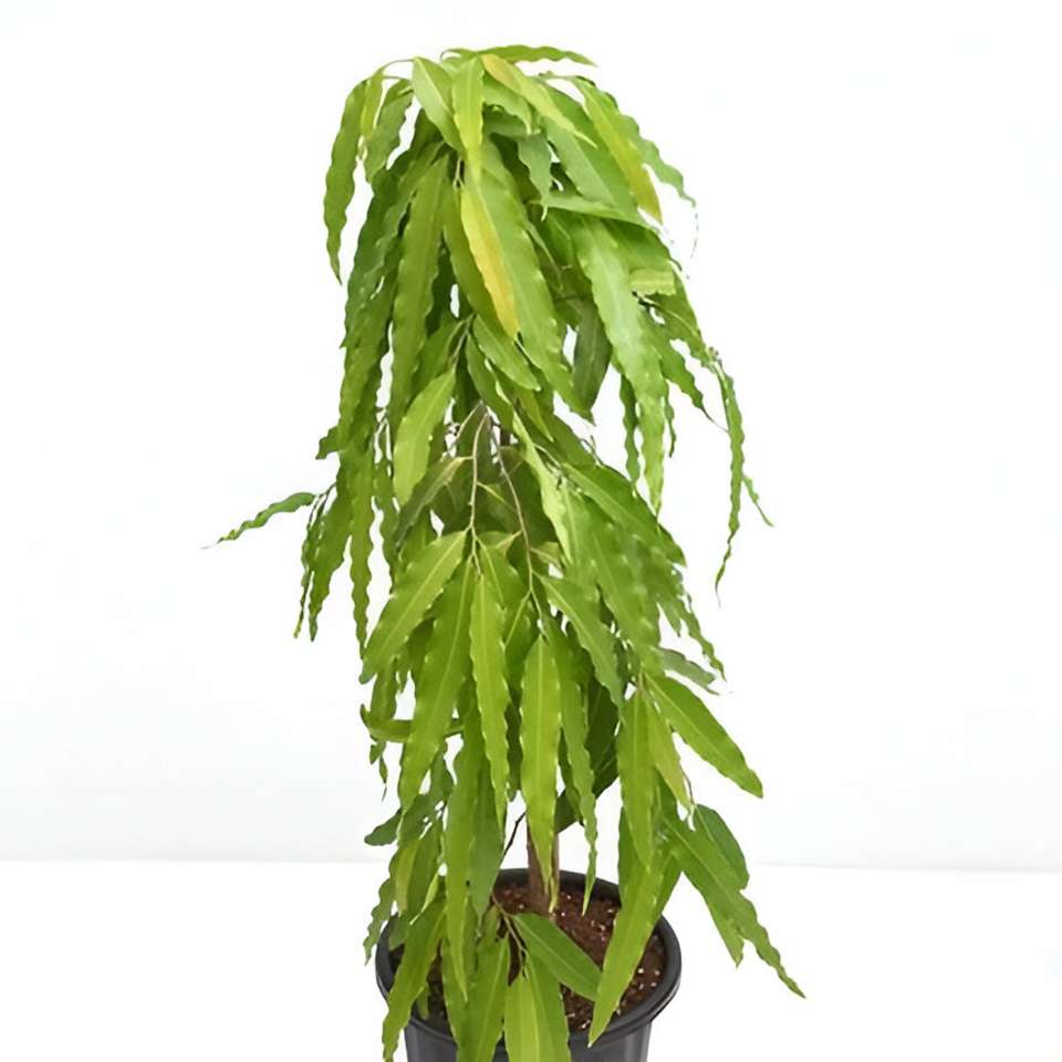 Asopalav Plant