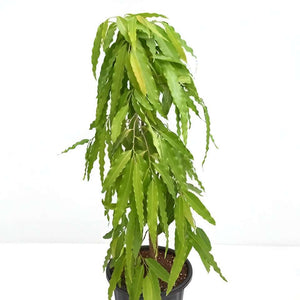 Asopalav Plant