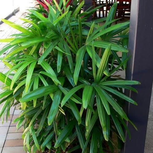 Rhapis Palm