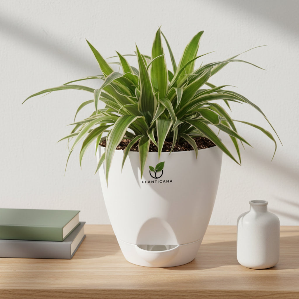 Spider Plant in Self-Watering Pot