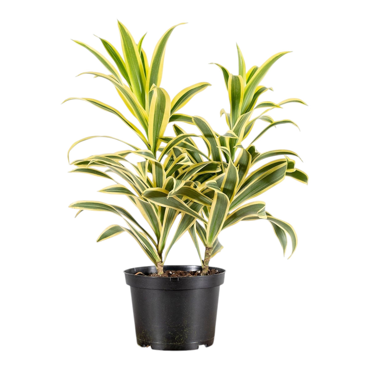 Song of India Plant (Dracaena reflexa)