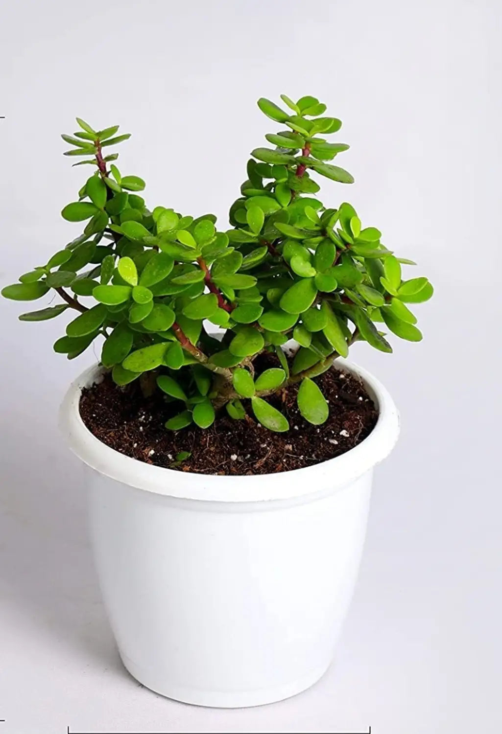 Jade Plant (Crassula Ovata)