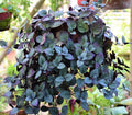 Red Ivy Hanging Plant
