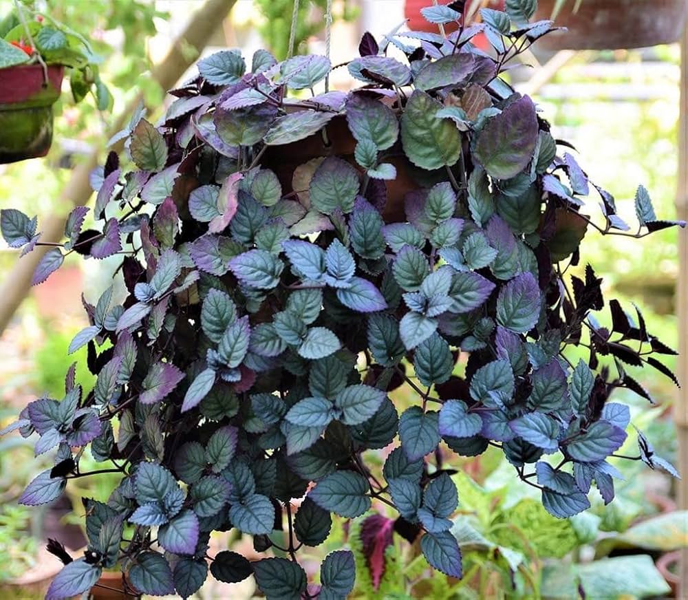 Red Ivy Hanging Plant