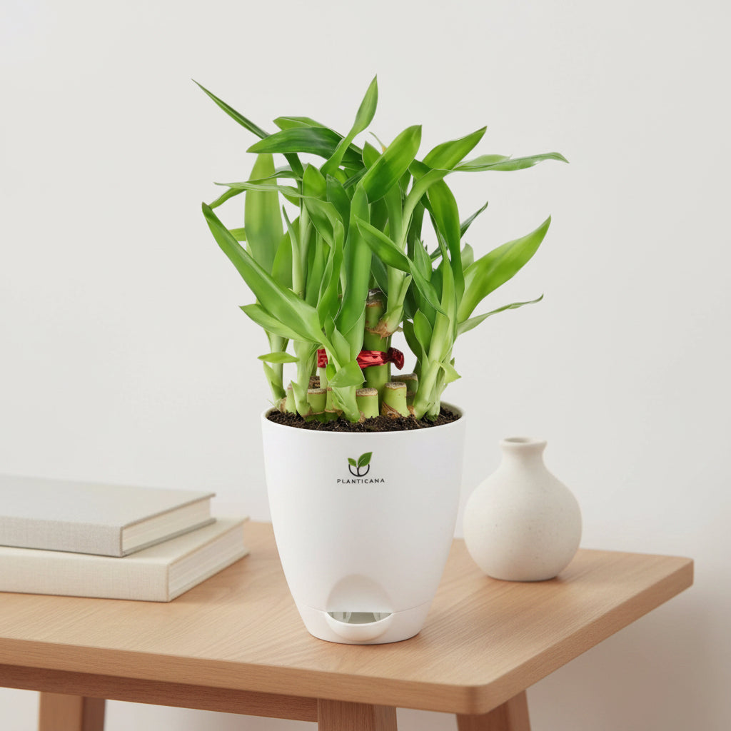 Lucky Bamboo 2 Layer in Self-Watering Pot