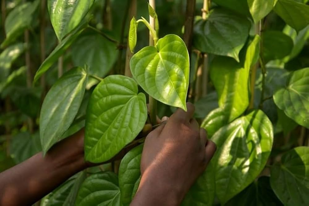 Paan Plant (Betel Leaf Plant)