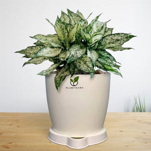 Aglaonema Snow White Self-Watering Pot & Tray