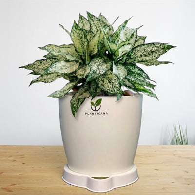 Aglaonema Snow White Self-Watering Pot & Tray