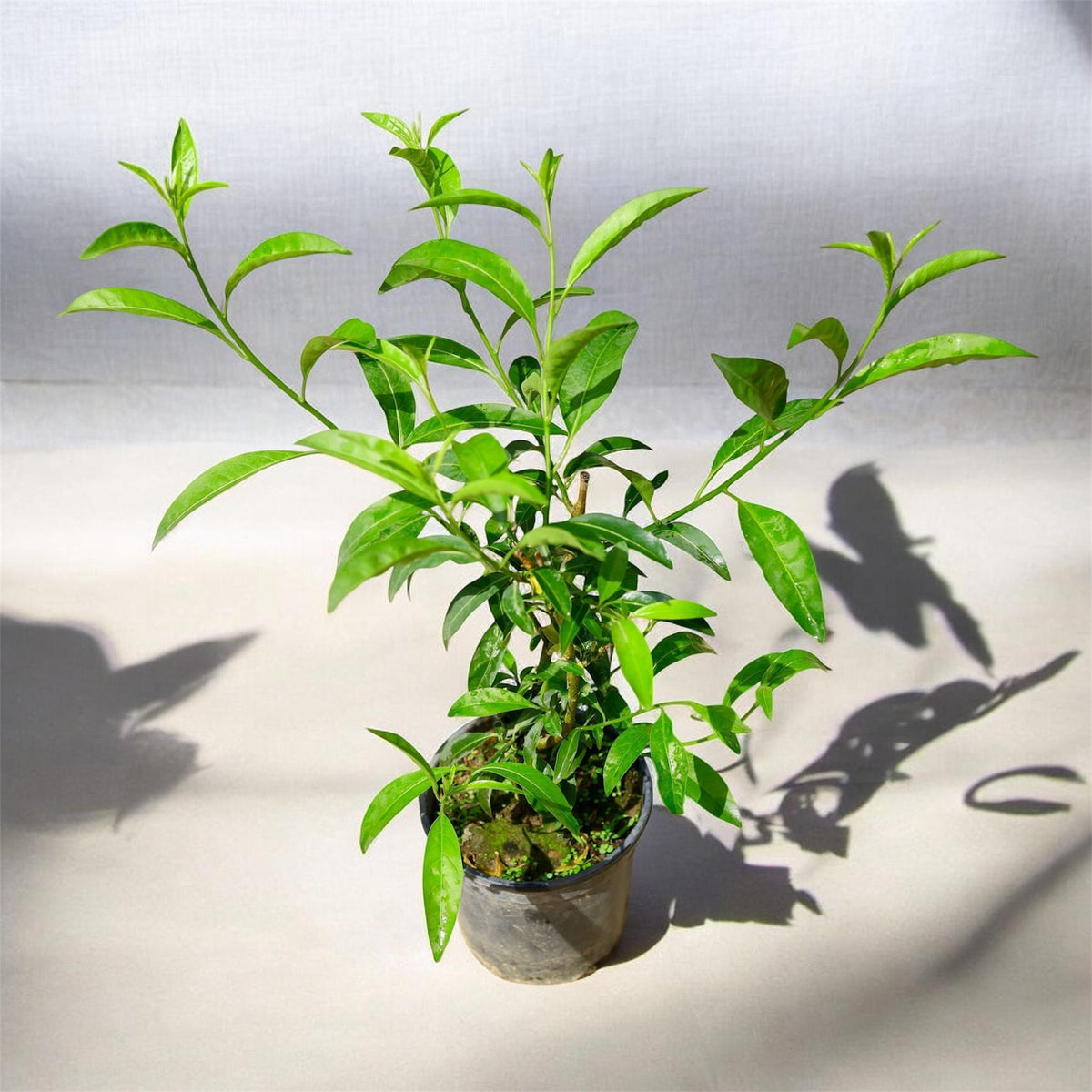 Raat Ki Rani (Cestrum Nocturnum) – Fragrant Flowering Plant