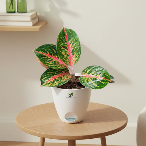 Aglaonema Red Peacock in Self-Watering Pot