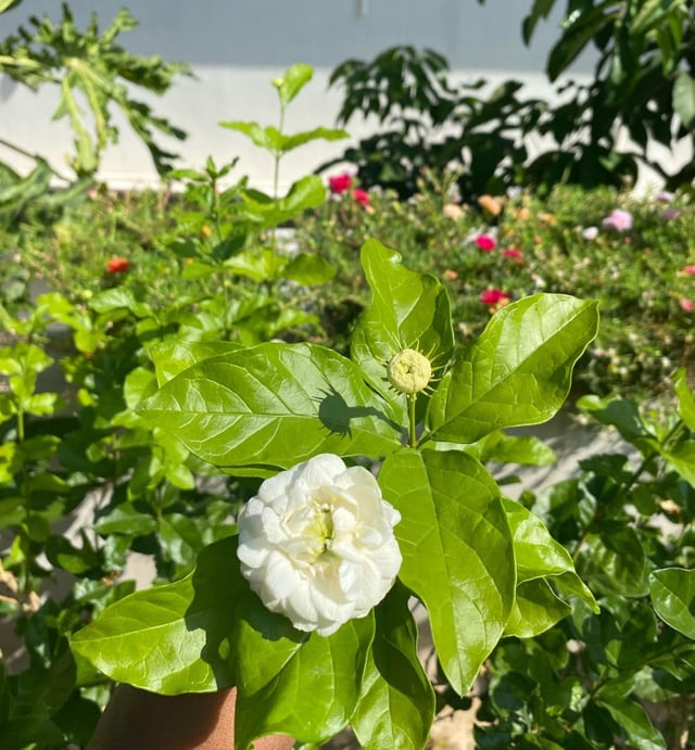 Button Mogra Plant