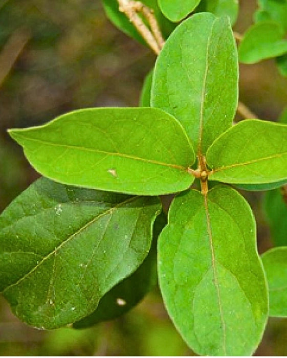 Madhunashini Plant (Sugar Destroyer Plant)