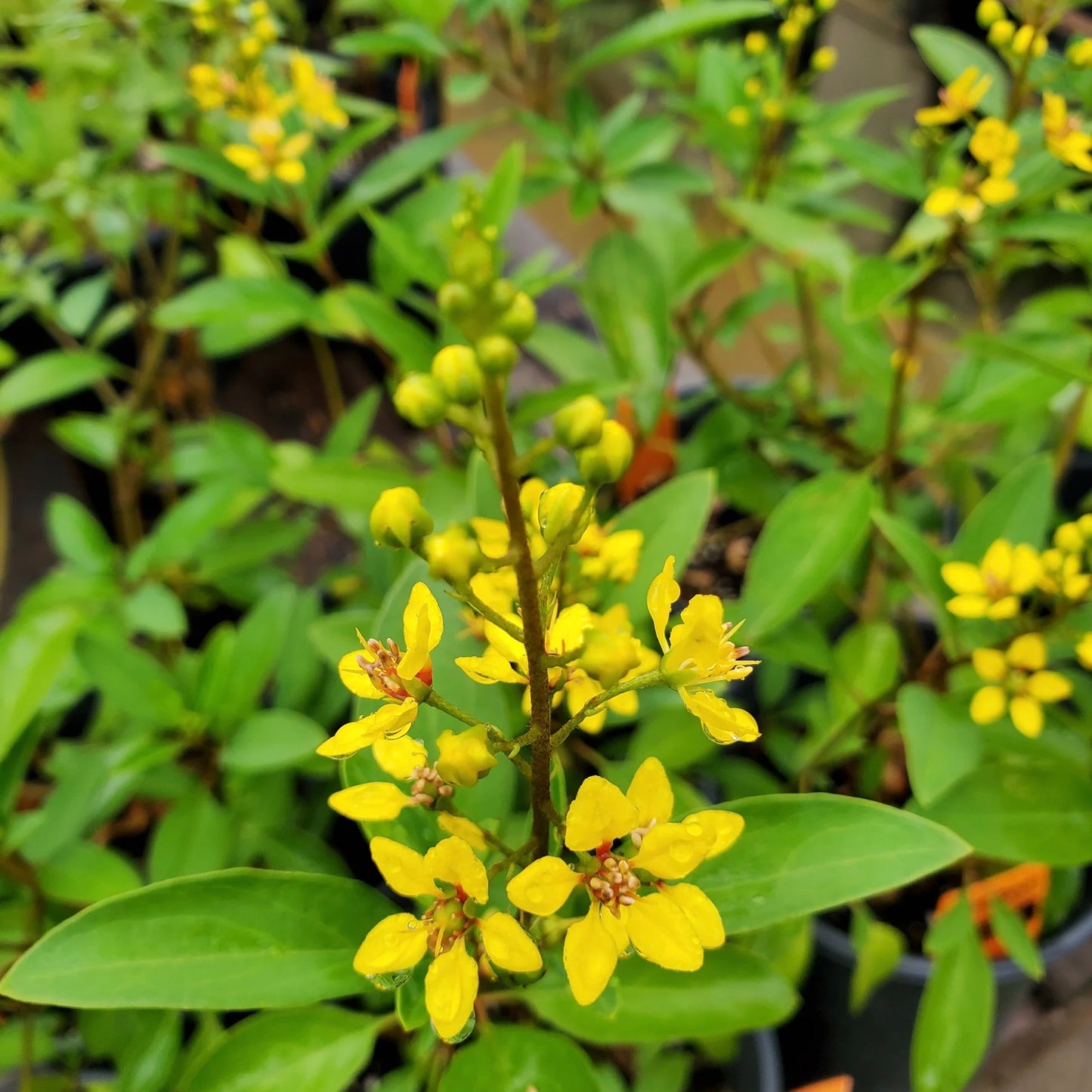 Golden Thryallis Flower Plant