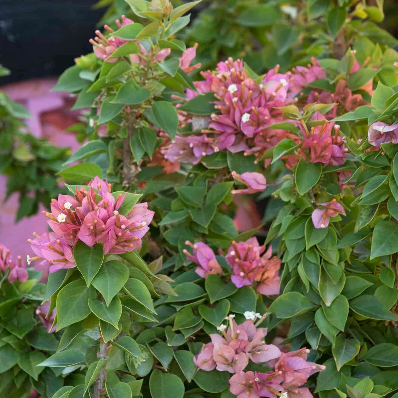 Dwarf Salmon Pink Bougainvillea Plant