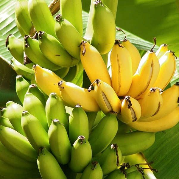 Banana Plant