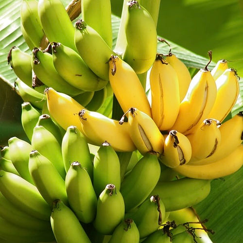 Banana Plant