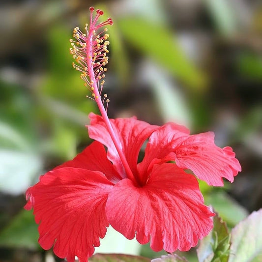Red Hot Variegated Tropical Hibiscus Plant